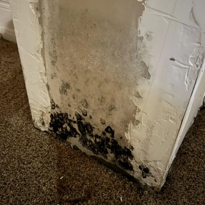 Professional Mold Removal in Amelia, OH